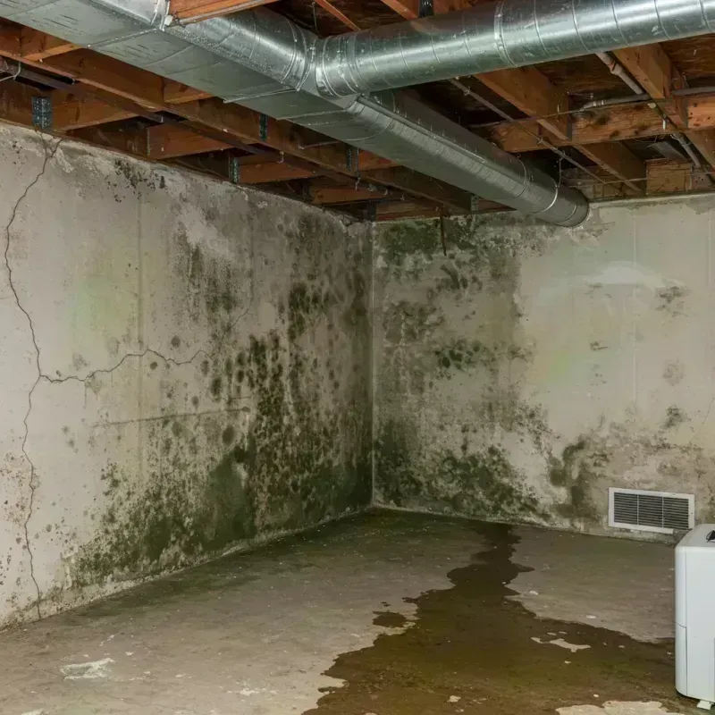 Professional Mold Removal in Plover, WI